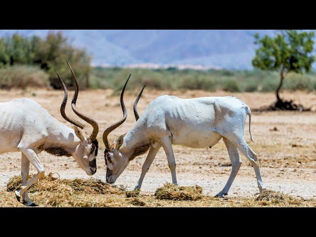 Addax or White Antelope: A Critically Endangered Species of Antelope