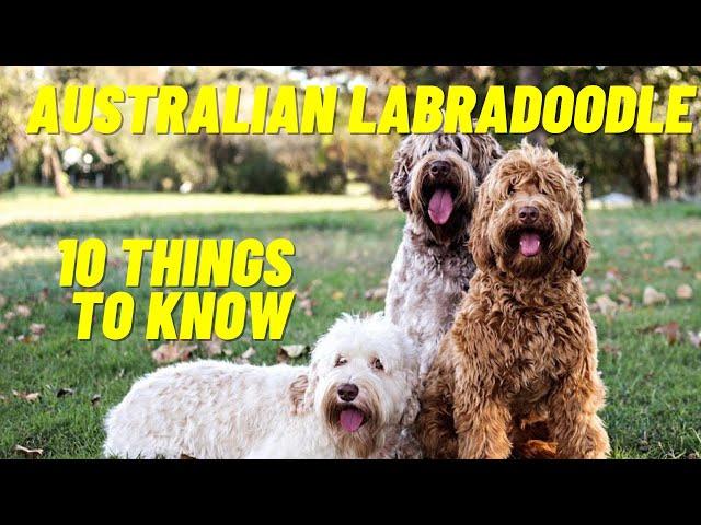 Australian Labradoodle - Top 10 Things To Know About the Australian Labradoodle Puppies and more