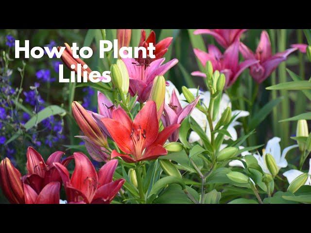 Lilies: Planting and Care