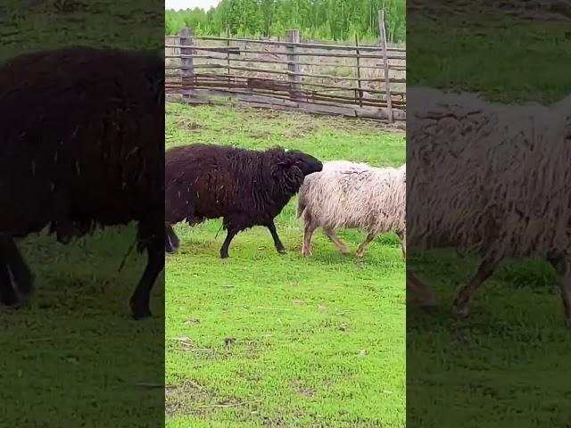 Баран нападает на свинью. жизнь в деревне