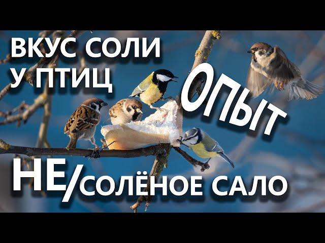 Несолёное и солёное сало для птиц – что можно, а что нельзя?