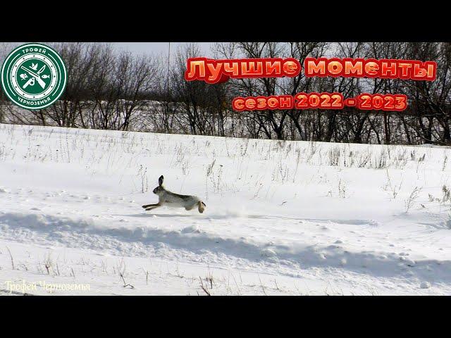 Охота на зайца 2022 2023 ! ЛУЧШЕЕ В СЕЗОНЕ !