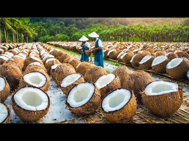 Производство КОКОСОВОГО МАСЛА и САХАРА - сбор и обработка кокосов на заводе | Noal Farm на русском