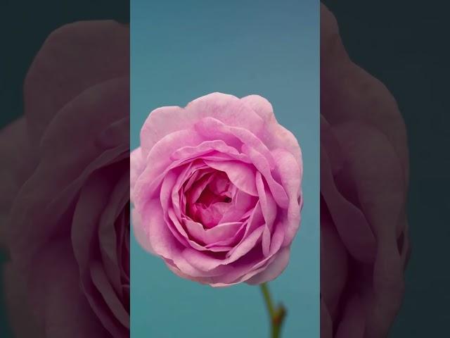 Blossoming Beauty: Roses in Time-Lapse | iTraveller