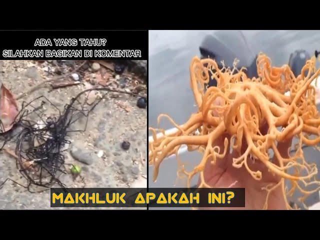 Walaupun Direkam Masih Banyak yang Nggak Percaya, Penampakan Makhluk Aneh ini yang Jadi Viral