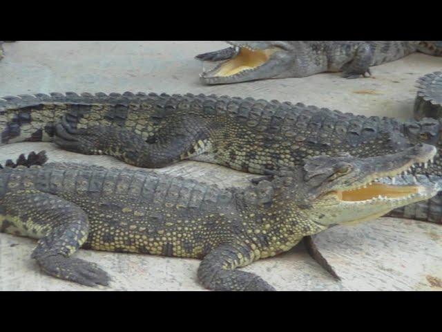 Crocodile ate chicken instant attack. Full version.鱷魚 Dinosaur fight Крокодил и курица