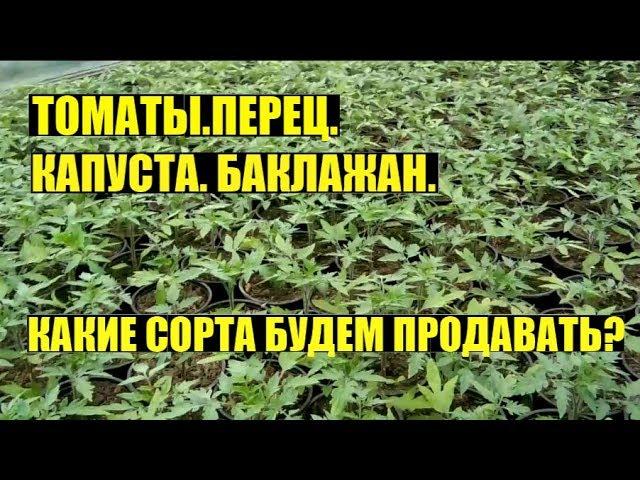 Рассада овощей на продажу. Начало.