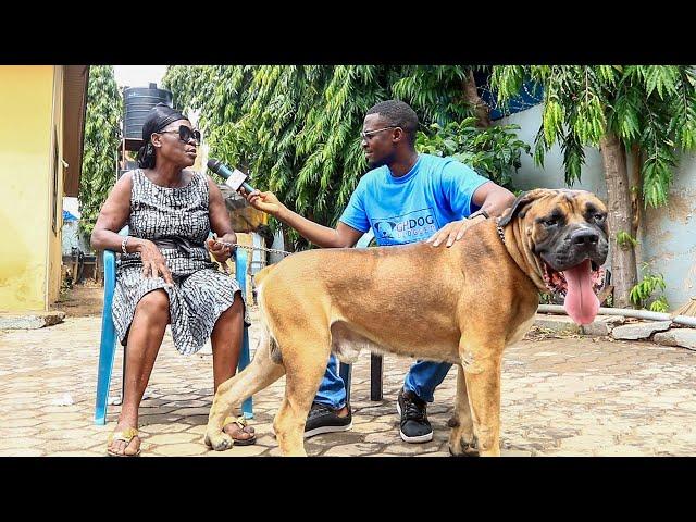 A Visit to Afua T | 66 Years Young & Still Passionate About Dogs and Boerboels