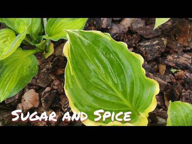 Хоста сорт Sugar and spice в июне