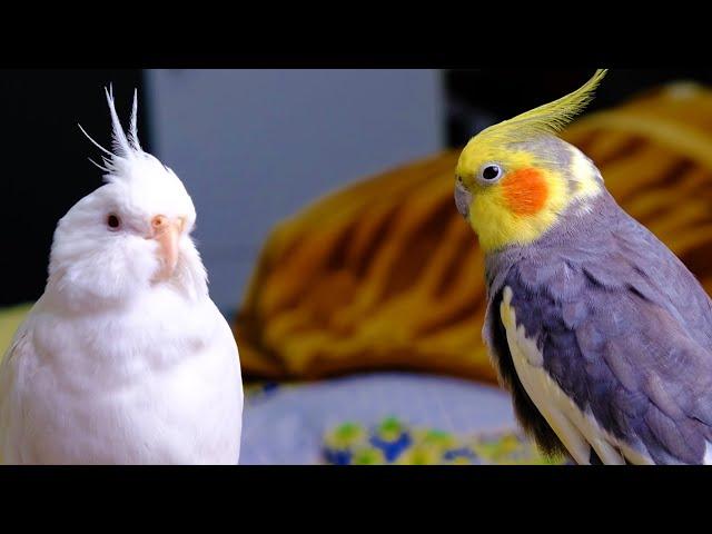 Pied Cockatiel Singing Sounds - Cockatiel Calls - Natural Song 1 Hour