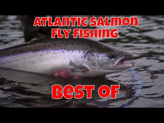 Atlantic Salmon Fly Fishing - Best Of