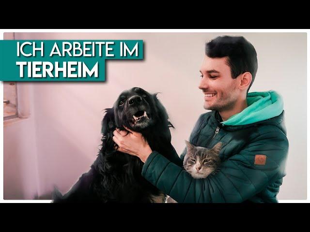 1 Tag als TIERPFLEGER bringt mich an meine Grenzen - Arbeiten im Tierheim Koblenz | alexOmay