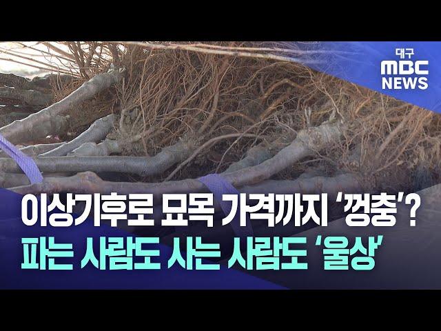 이상기후로 묘목 가격까지 '껑충'? 파는 사람도 사는 사람도 '울상' | 대구MBC뉴스