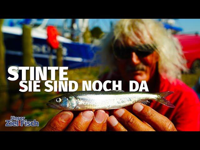 AKTION NORDSEE auf STINT - JÖRG OVENS im HUSUMER HAFEN - Unser Ziel ist Fisch