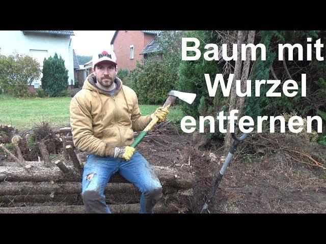 Baum mit Wurzel ausgraben entfernen Busch mit Wurzel entfernen ausbuddeln Wurzelstumpf