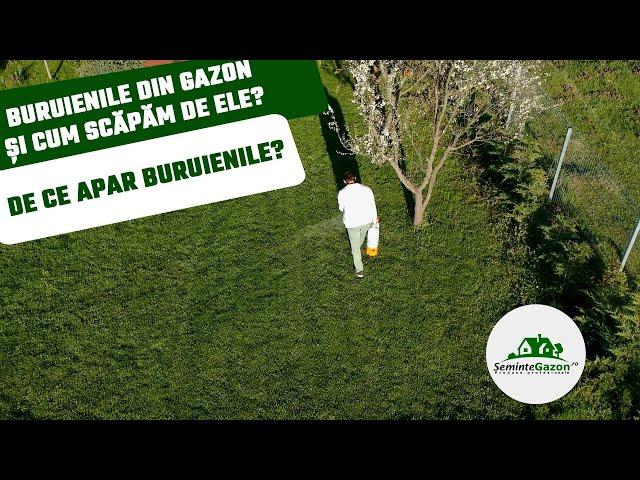 Buruiana din gazon și cum scăpăm de ea. Despre erbicide, cum, când se aplică. De ce apar buruienile?