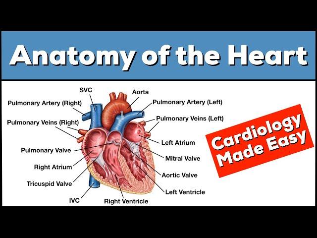 Anatomy of the Heart: Structures and Blood Flow [Cardiology Made Easy]