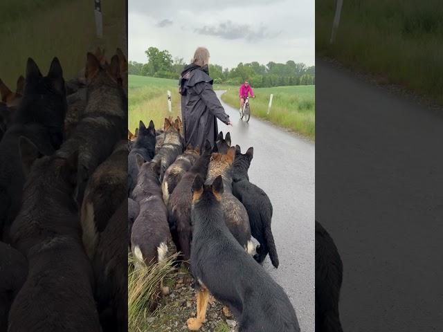 Dog pack meets bicycle #germanshepherd