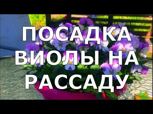 ЦВЕТЫ ЧАСТЬ 1. ПОСАДКА ВИОЛЫ И ЗЛАКОВ НА РАССАДУ.