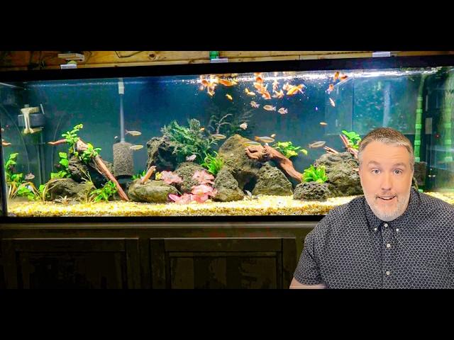 New Expensive Fish I Imported to Breed! Mini Fish Room Tour