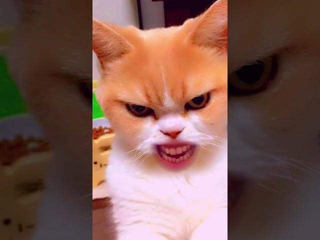 No Cats were harmed in the making #snapcat #funny #memes #cat #comedy  #viralshorts #laughterenergy