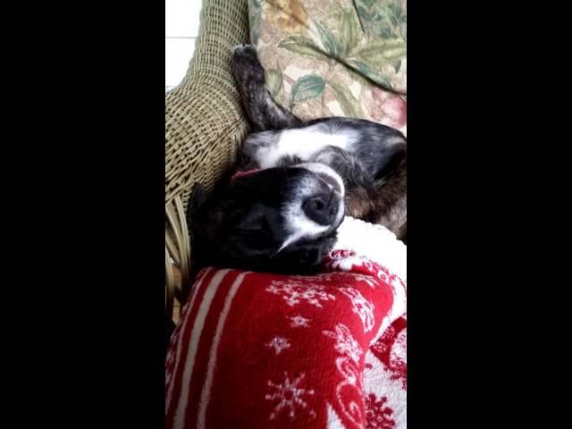 Puppy Brina Knocked Out Sleeping 10-8-2015