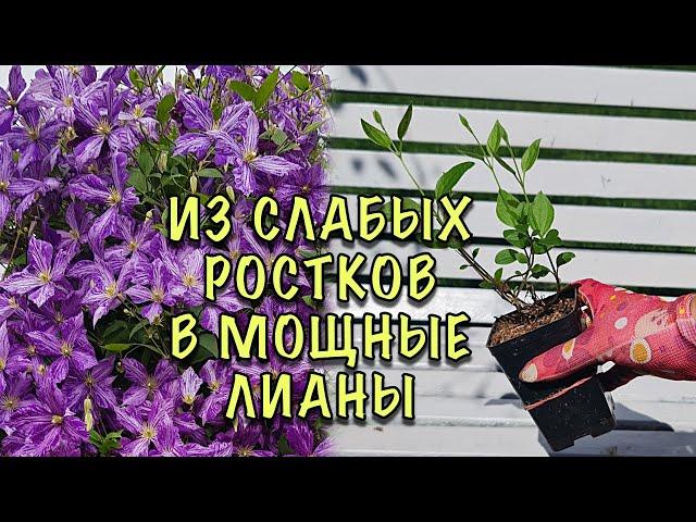 МОЩНЫЕ ЛИАНЫ уже на ВТОРОЙ ГОД! Как ПРАВИЛЬНО сажать КЛЕМАТИСЫ. Ошибки, Мифы, Секреты