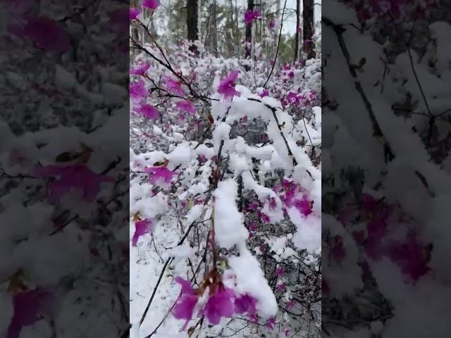 Багульник под снегом. Россия.