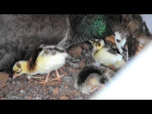 Peahen with Peachicks