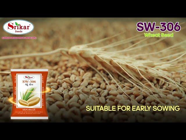 SW-306 Wheat Seeds | Srikarseeds ||Make Your Fields Thrive!