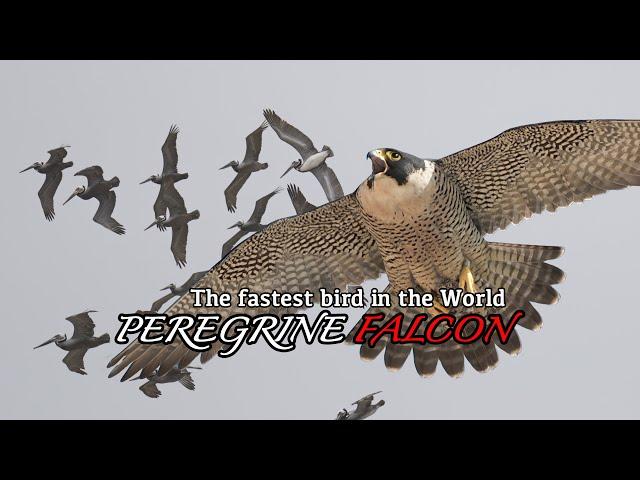 Peregrine Falcon. The fastest Bird in the World