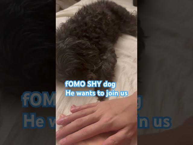 FOMO dog  #fomo #maltipoo #join #mimic #shy #lovedog #familydog