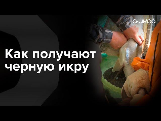 Как происходит дойка осетра / Получение икры #shorts