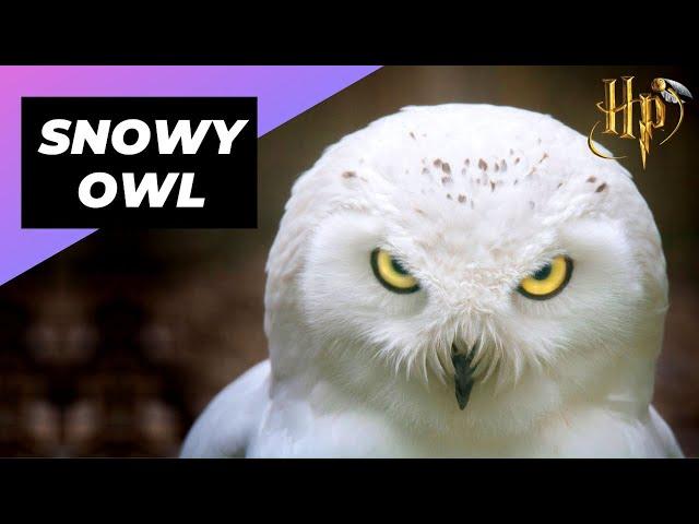 Snowy Owl  Hedwig In Real Life #shorts