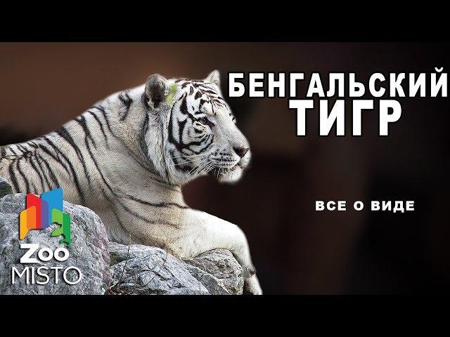 Бенгальский тигр- Все о подвиде тигра | Семейство кошачьих бенгальский тигр