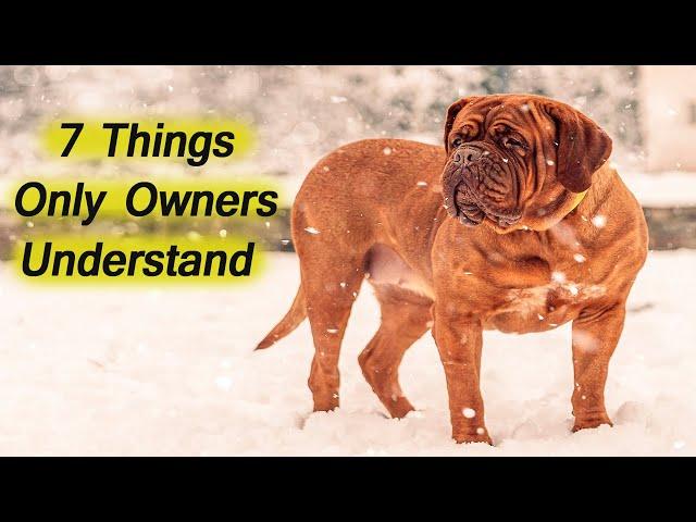 7 Things Only Dogue de Bordeaux Dog Owners Understand