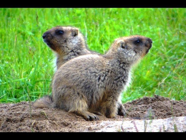 Сурок байбак. Семья сурка. ( Marmota bobak )