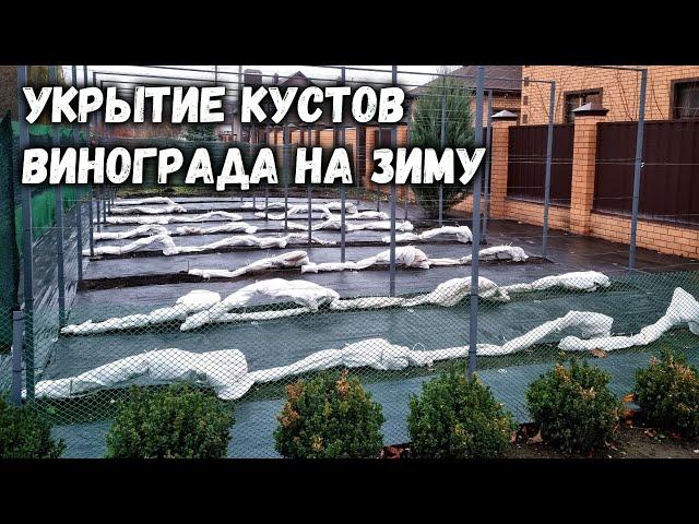 Укрытие кустов винограда на зиму