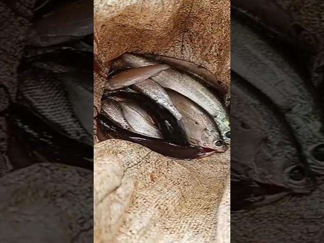 Desi fishing#village shorts fishing video#youtuber mahesh#