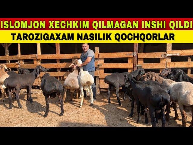 ISLOMJON NARXNI YORIB QOYDI BUNAQASI BOLMAGAN