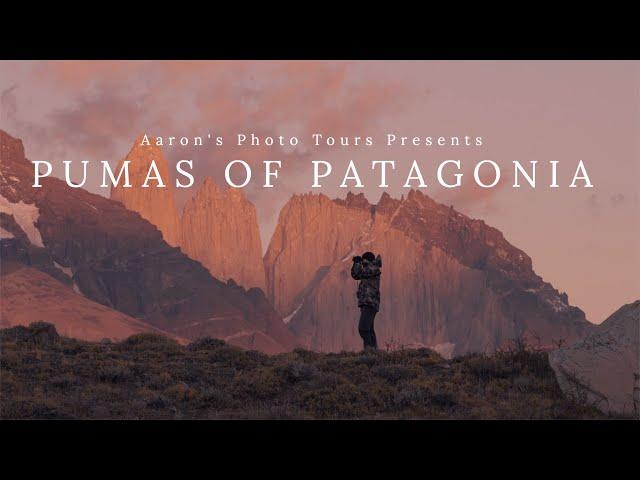 Pumas of Patagonia  - Presented by Aaron's Photo Tours