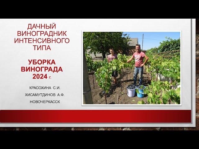 Дачный виноградник интенсивного типа: уборка урожая, 25 августа 2024@Krasokhina