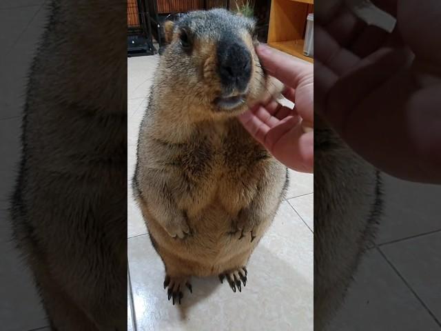 friendly, chubby, cute marmot