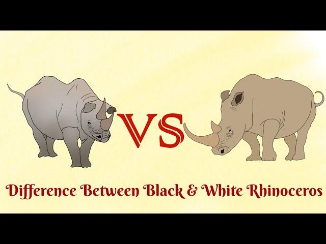 Black Rhinoceros VS White Rhinoceros... who is more aggressive?