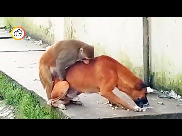 Monkey tries to have sex with dog