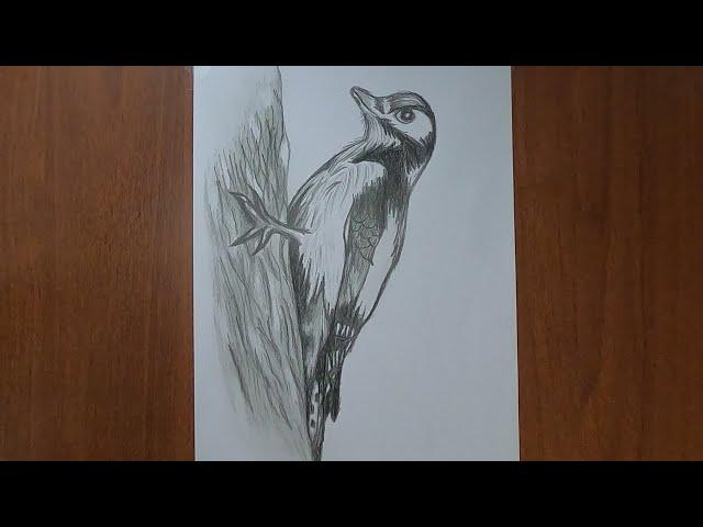 Дятел /Как нарисовать птицу /Рисунок карандашом / Bird pencil  / Woodpecker drawing