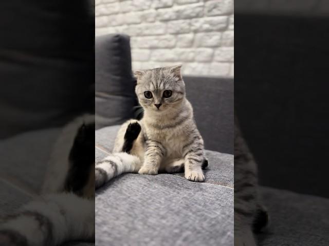 Загадка #monika #tiktok #recommended #cute #cat #pets #animals #kitten #youtubeshorts
