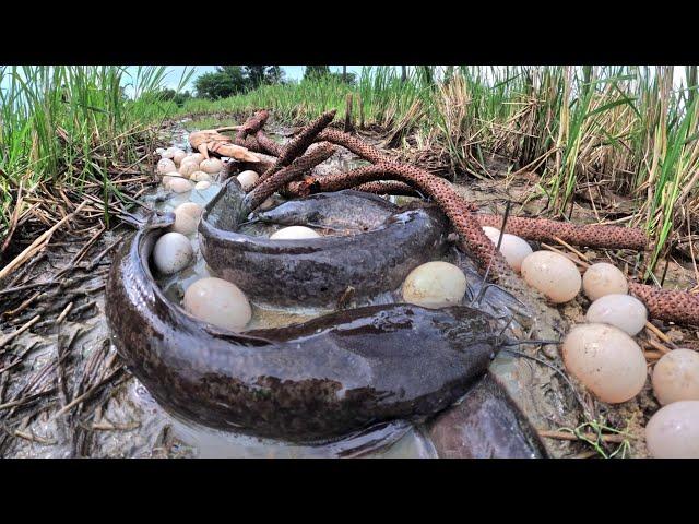 Top Video - A man pick duck eggs and catch a lot of fish in mud water at rice field by lucky hand