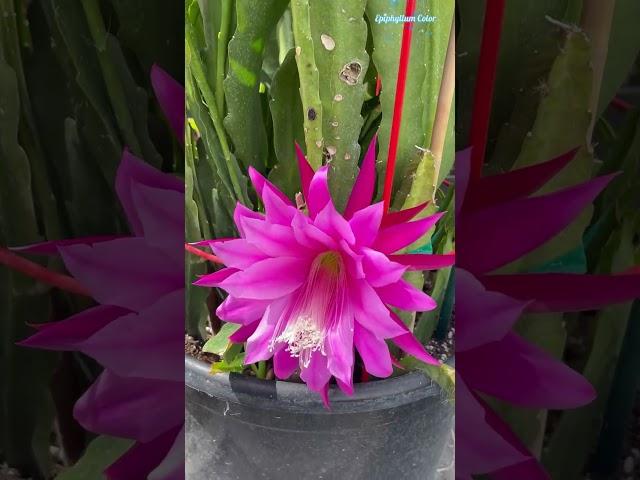 Stunning Epiphyllum Flower