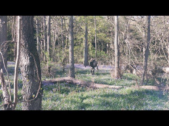 Bluebells & Birdsong